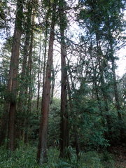 Chamaecyparis pisifera