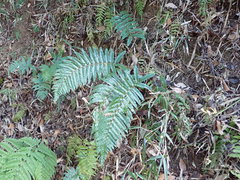 Polystichum polyblepharum