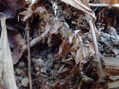 Polystichum polyblepharum