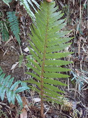 Polystichum polyblepharum