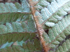 Polystichum polyblepharum