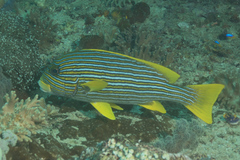 Plectorhinchus polytaenia