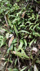 Notogrammitis ciliata