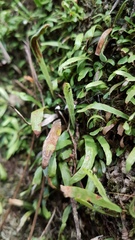 Notogrammitis ciliata