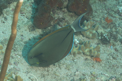 Acanthurus nigricauda