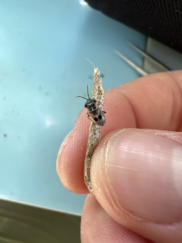 Umbrageocoris maai observed 2023-07-09