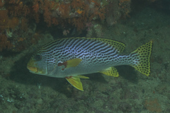 Plectorhinchus lineatus