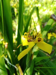 Trimezia steyermarkii