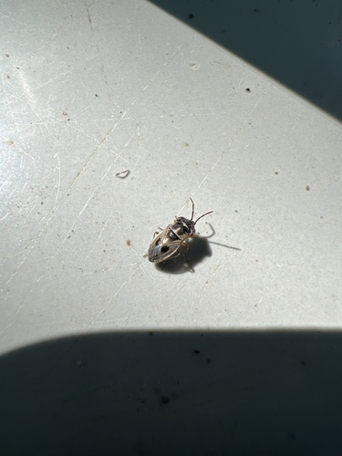 Umbrageocoris maai observed 2023-07-09