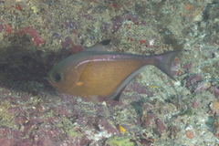 Pempheris vanicolensis