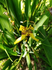 Trimezia steyermarkii