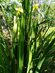 Trimezia steyermarkii
