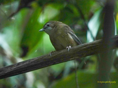 Malacocincla abbotti