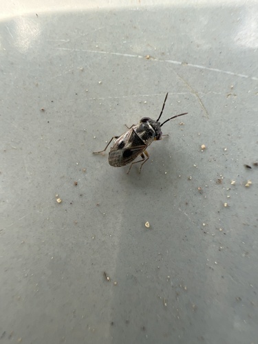 Umbrageocoris maai observed 2023-07-09
