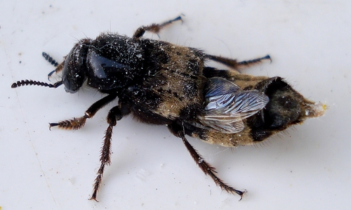 hairy rove beetle