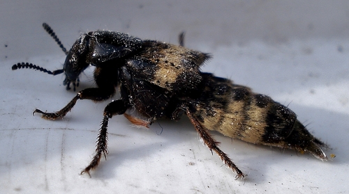 hairy rove beetle