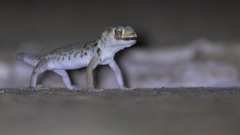 Przewalski's Wonder Gecko photo 3