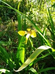 Trimezia steyermarkii