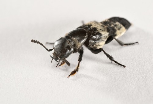 hairy rove beetle