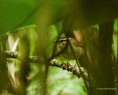 Urosphena squameiceps