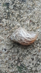 Bulimulus