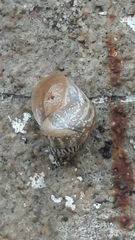 Bulimulus