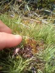 Oreobolus pectinatus