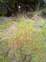 Oreobolus pectinatus