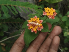 Lepidoptera