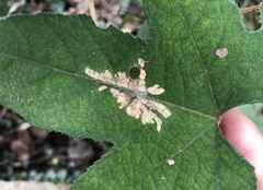 Pseudacroclita hapalaspis