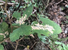 Pseudacroclita hapalaspis