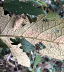 Pseudacroclita hapalaspis