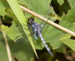 Erythrodiplax andagoya