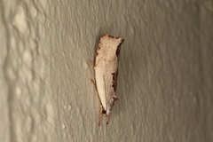 Tymbophora peltastis
