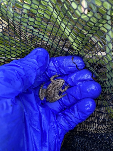 Boreal Chorus Frog photographed in Wyoming