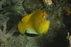 Apolemichthys trimaculatus