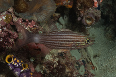 Cheilodipterus macrodon