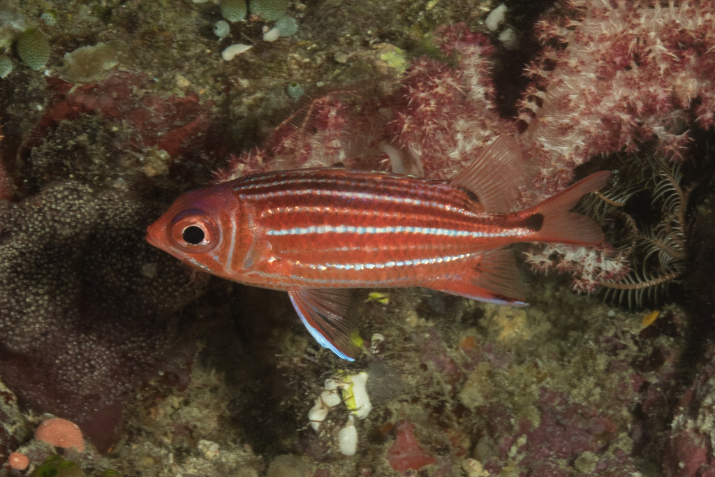 Red and White Soldierfish