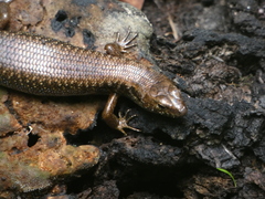 Silvascincus murrayi