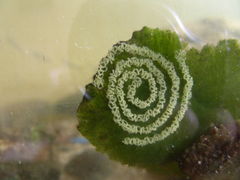 Bornella stellifera