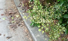 Nothofagus × solfusca