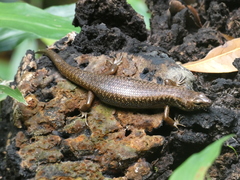 Silvascincus murrayi