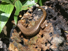 Silvascincus murrayi