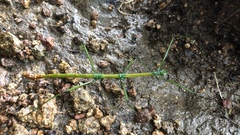 Phraortes stomphax
