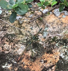 Phraortes stomphax
