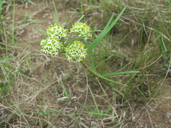 Asclepiadinae
