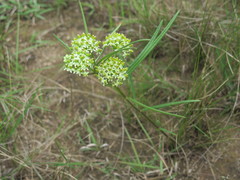Asclepiadinae