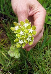 Asclepias cultriformis