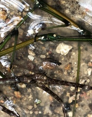 Phraortes stomphax