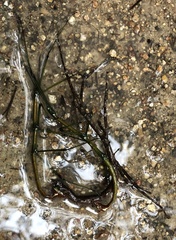 Phraortes stomphax